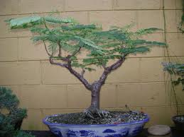 Flamboyant Tree Information How To Grow A Royal Poinciana As A Bonsai